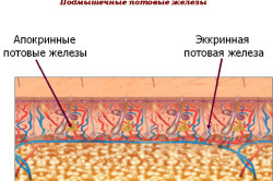 Желтый пот: возможные причины